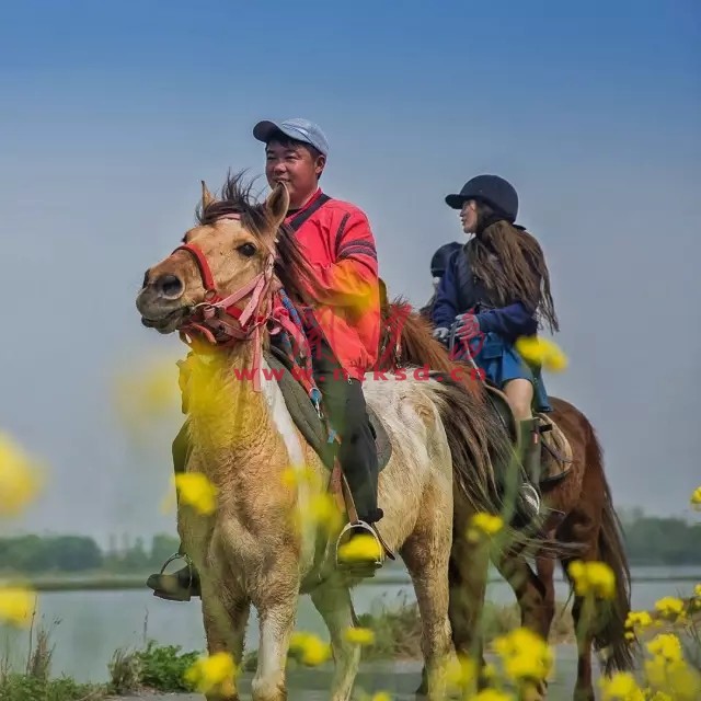 优雅马术俱乐部