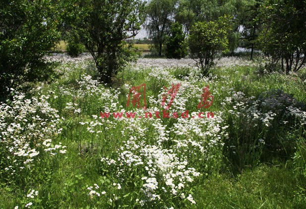 开沙岛四季花海